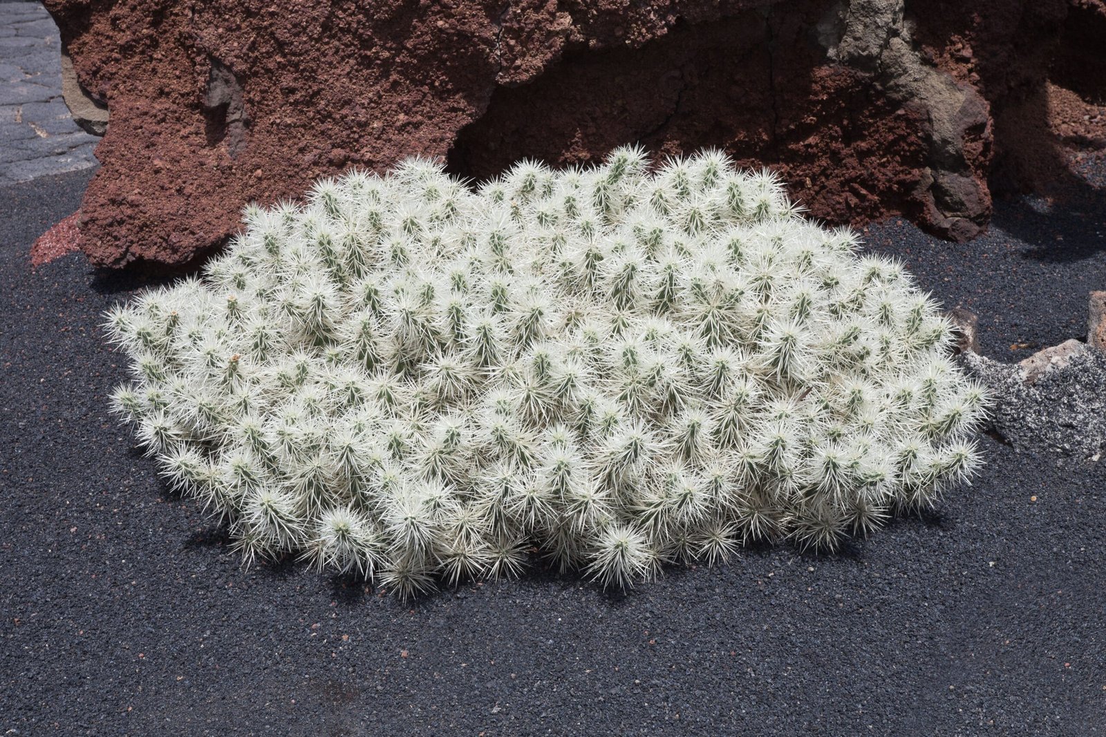 The Diversity of Tunicate Species (image credits: wikimedia)