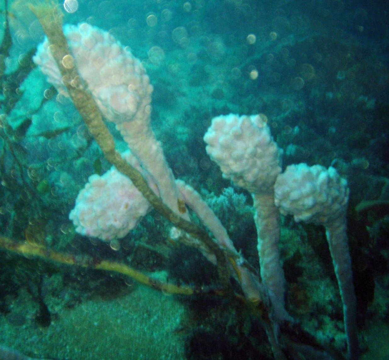 Tunicates and Human Connection (image credits: wikimedia)