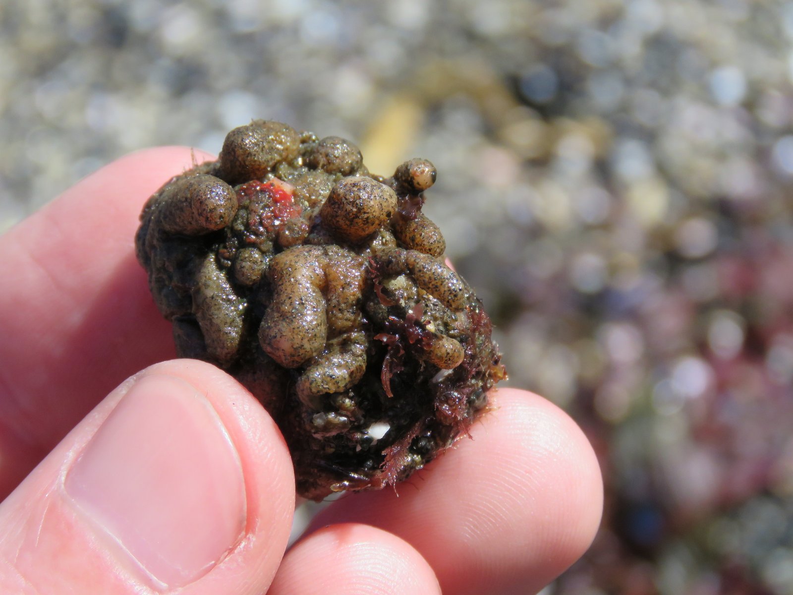 The Challenges They Face (image credits: wikimedia)