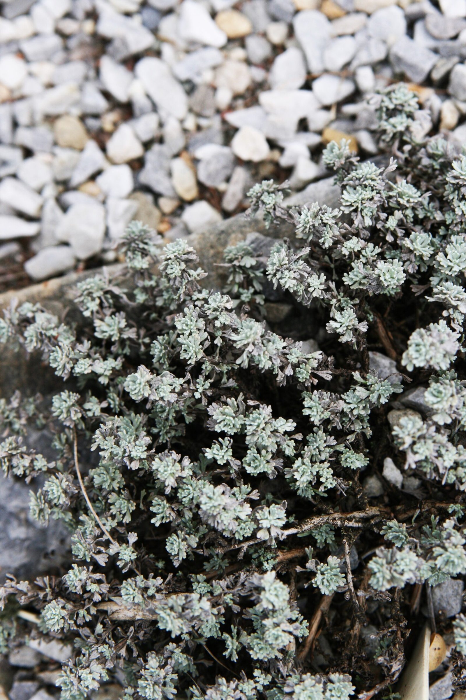 The Future of Tunicate Research (image credits: wikimedia)