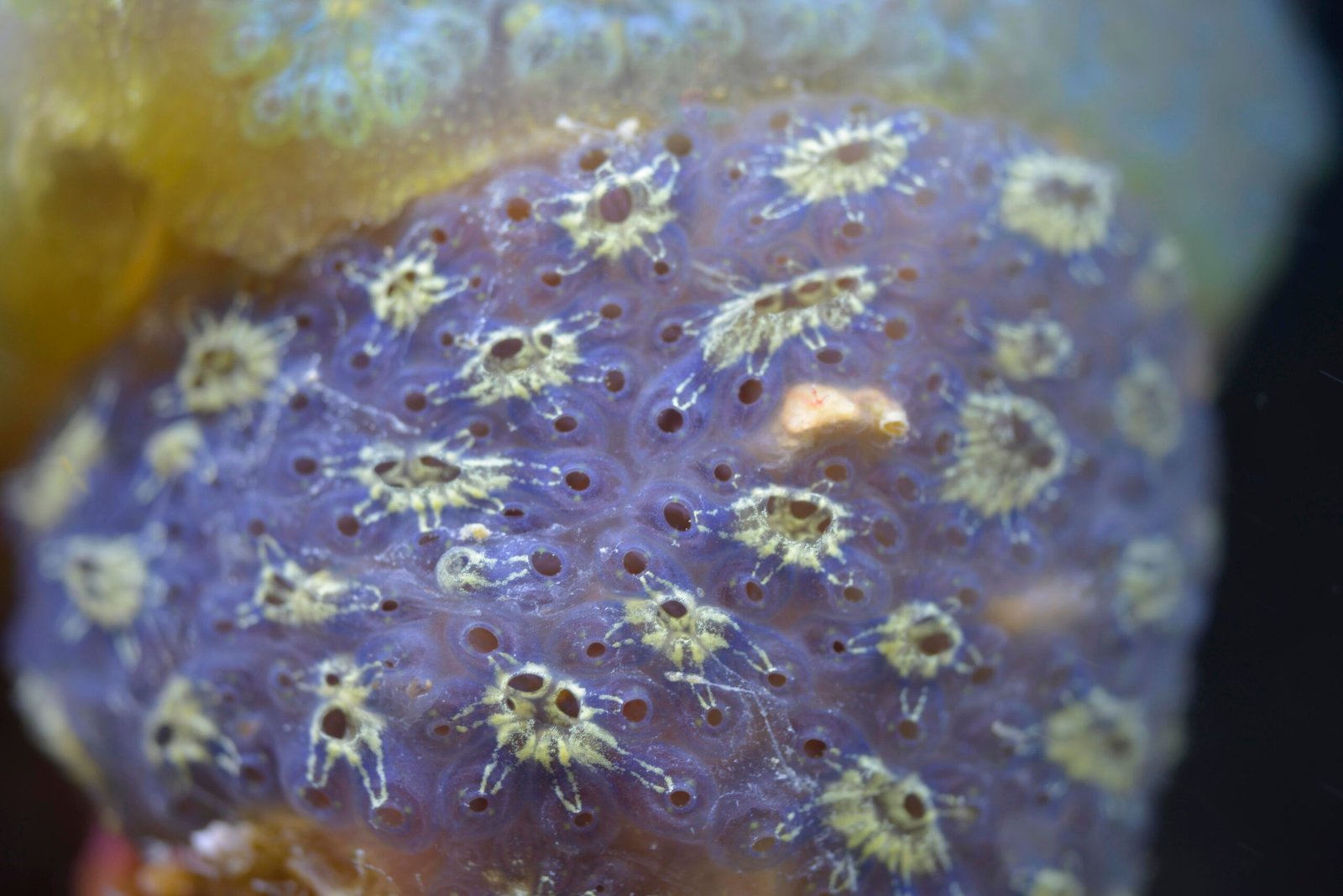 A Call to Action for Ocean Conservation (image credits: wikimedia)