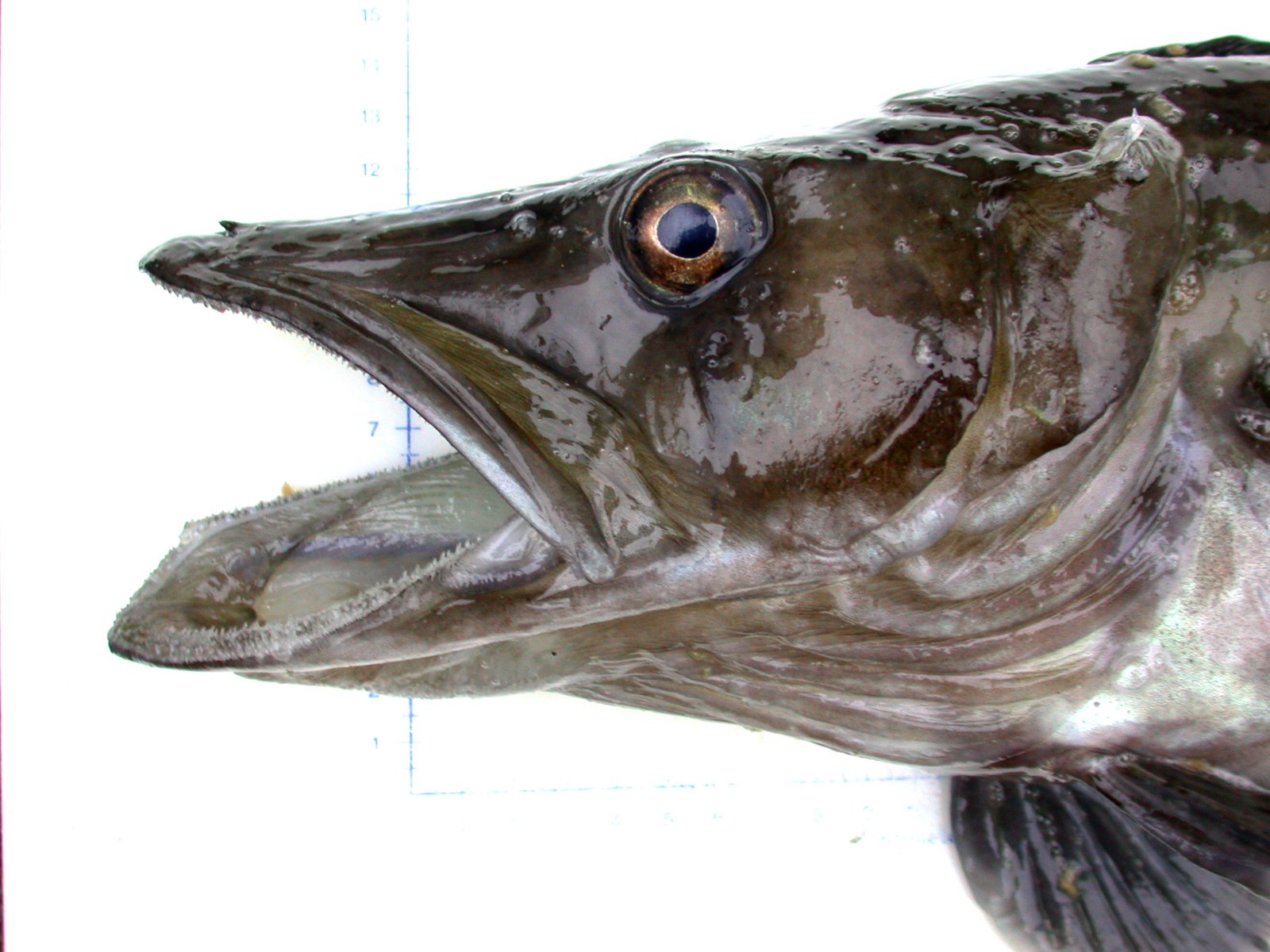 Adaptations to Oxygen-Rich Waters (image credits: wikimedia)
