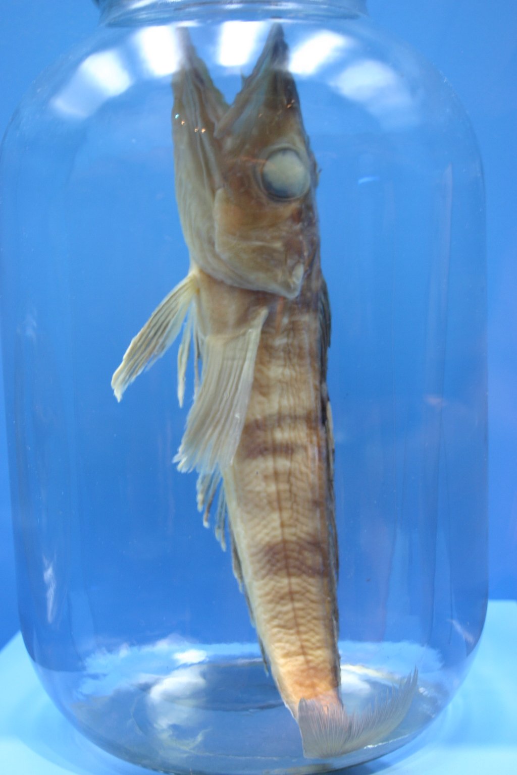 Implications for Human Medicine (image credits: wikimedia)