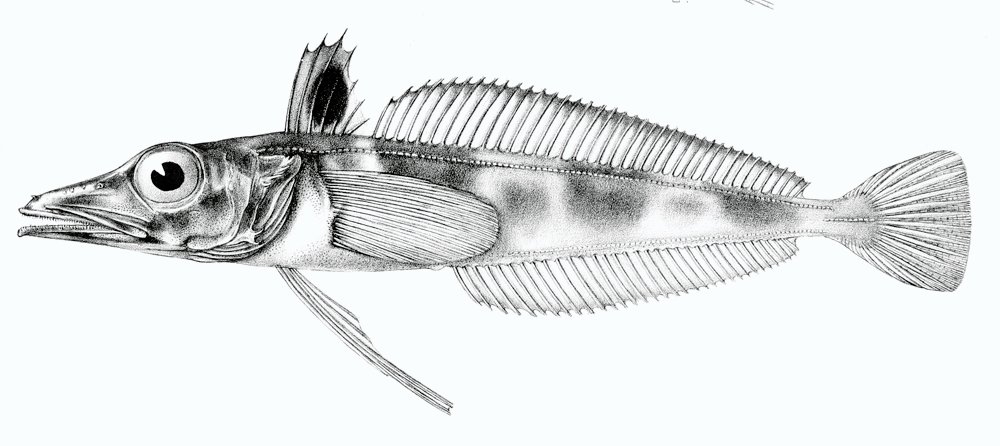 Lessons from the Icefish's Resilience (image credits: wikimedia)