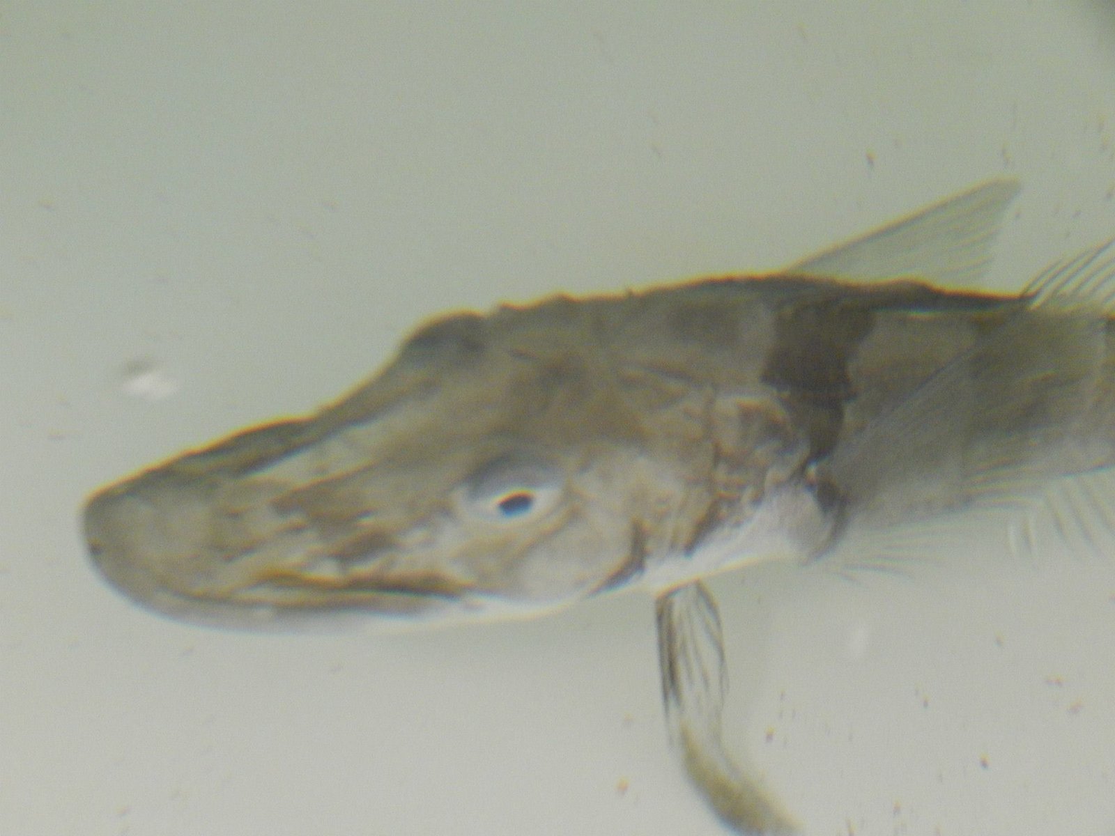 Fascination with the Icefish (image credits: wikimedia)