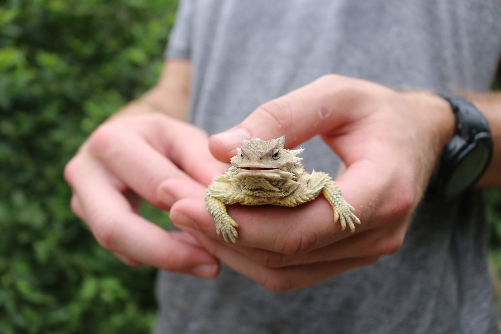 The Lizard's Place in the Ecosystem (image credits: wikimedia)