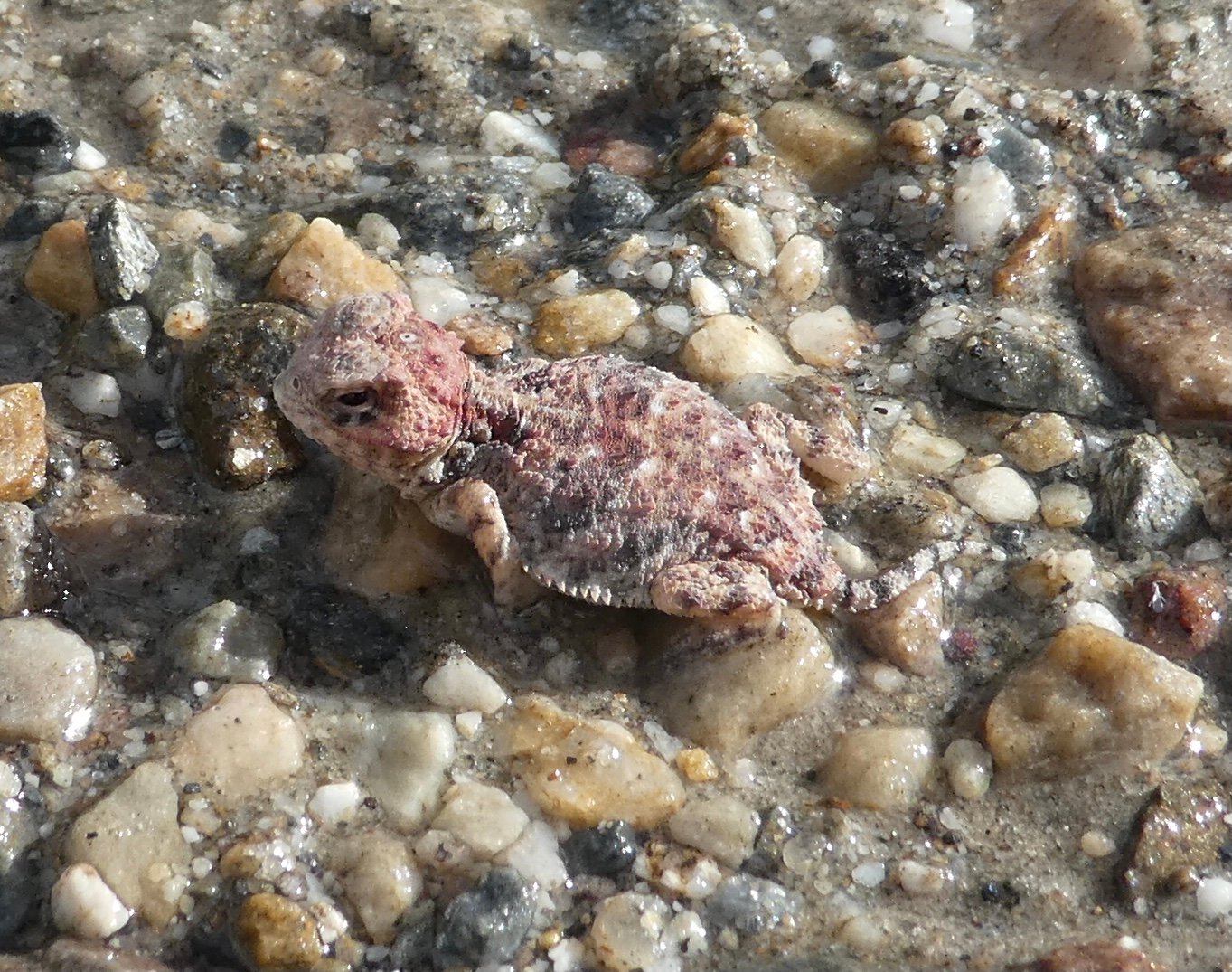 A Call to Action (image credits: wikimedia)