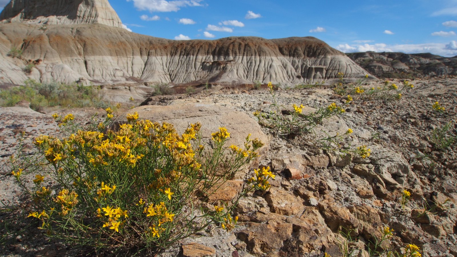 The Badlands: Alberta's Fossil Hotspot (image credits: wikimedia)