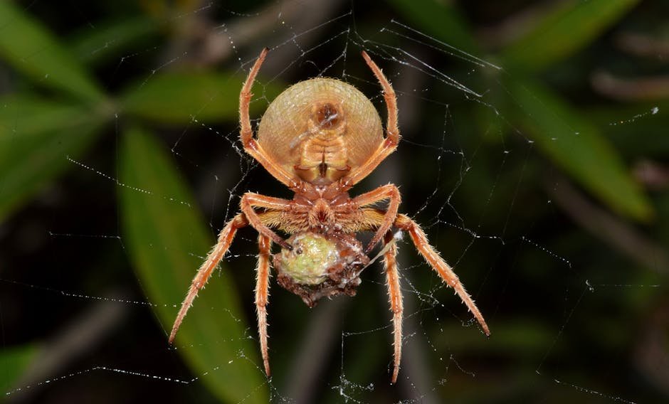 Spider Venom: Unlocking Pain Relief (image credits: pexels)
