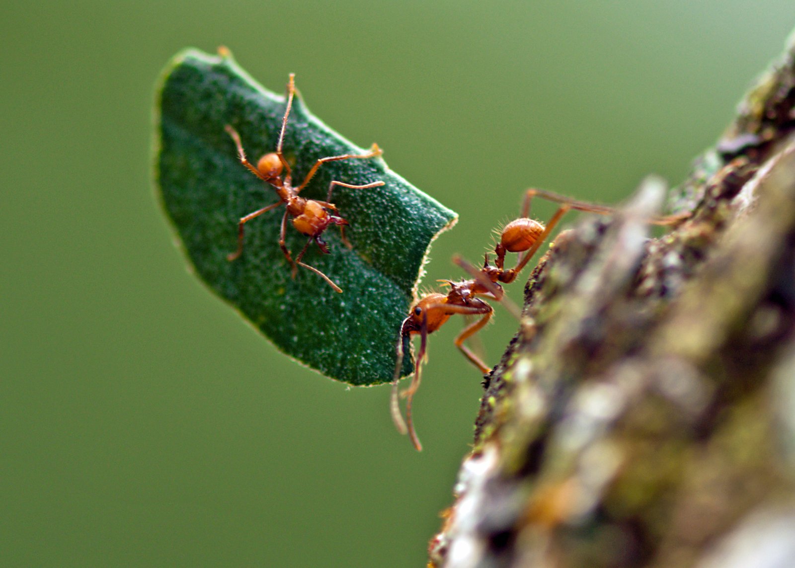 The Miracle of Ant Agriculture (image credits: wikimedia)