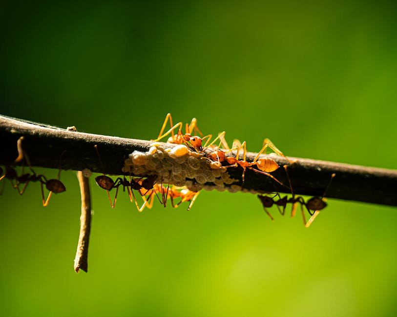 Symbiosis: A Mutual Relationship (image credits: pexels)