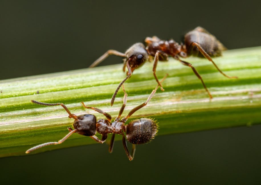 Communication: The Secret Language of Ants (image credits: pexels)