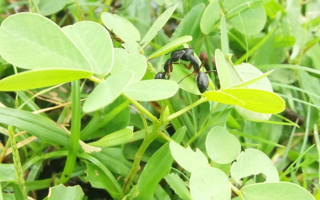 Defense Mechanisms and Survival Tactics