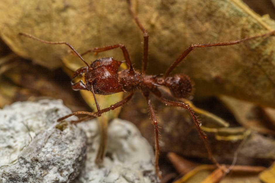 The Future of Leafcutter Ants (image credits: pexels)