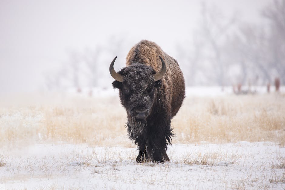 The Spectacular Steppe Bison (image credits: pexels)