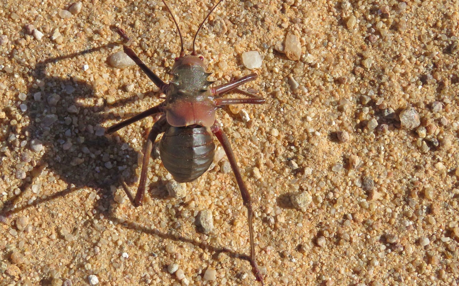 The Unlikely Survivor of the Animal Kingdom (image credits: wikimedia)