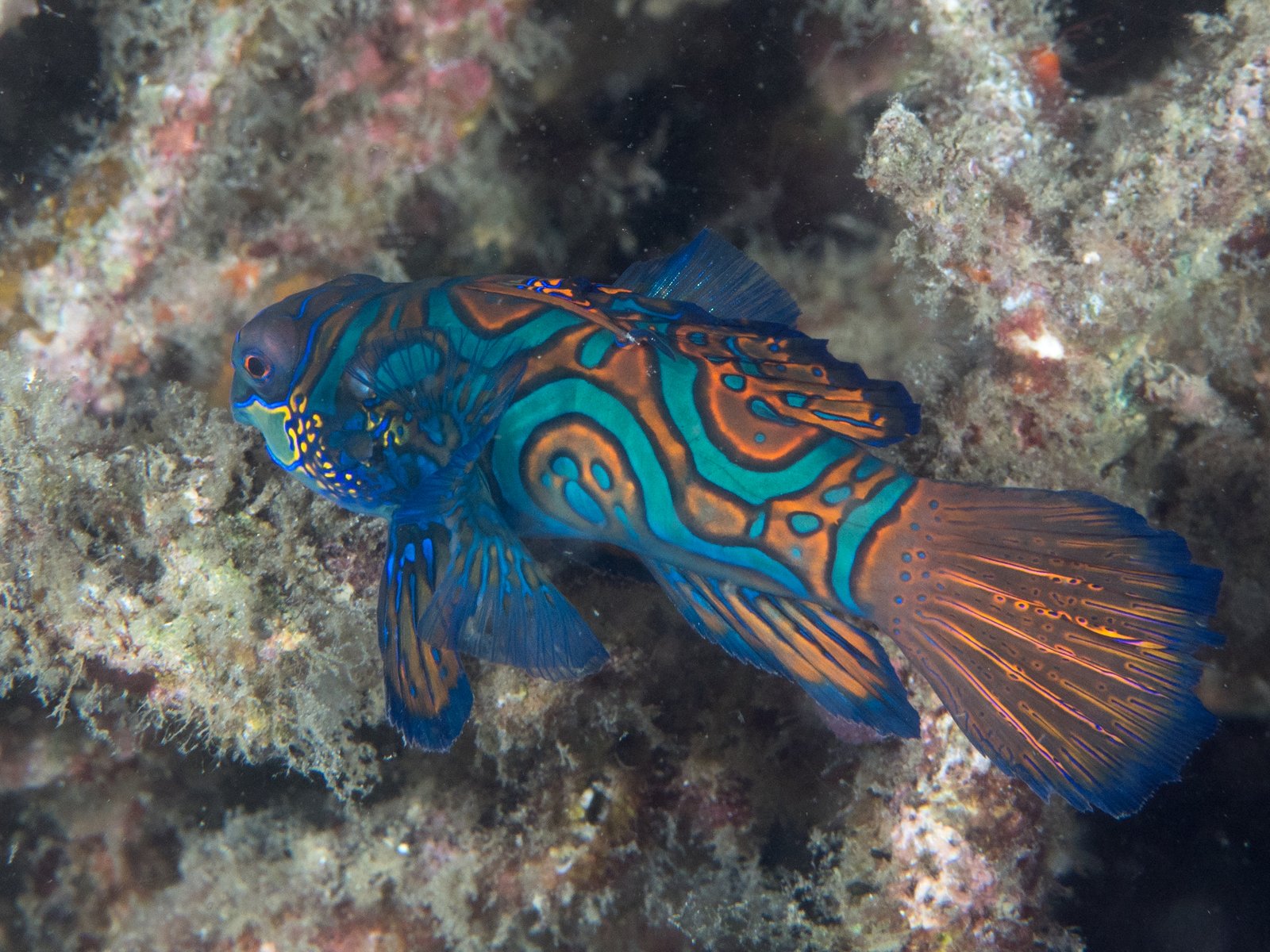 Mandarin Fish: A Splash of Color Underwater (image credits: wikimedia)