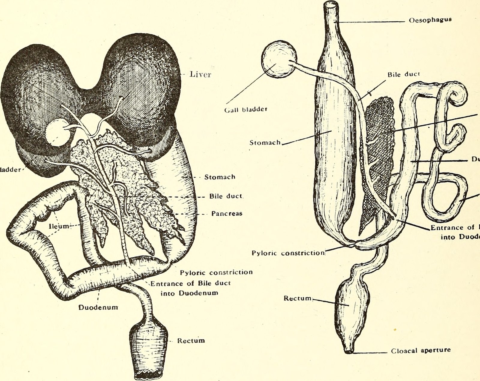 A Journey Through the Digestive System (image credits: wikimedia)