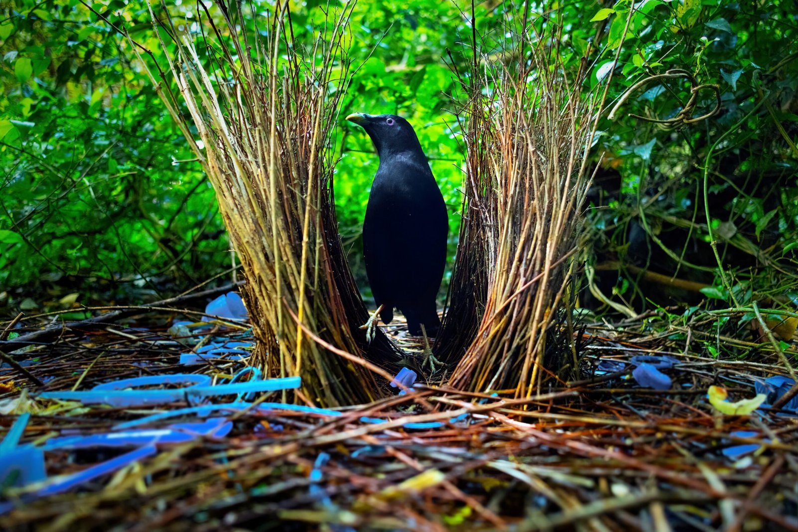 Bowerbird: The Interior Designer of the Avian World (image credits: wikimedia)