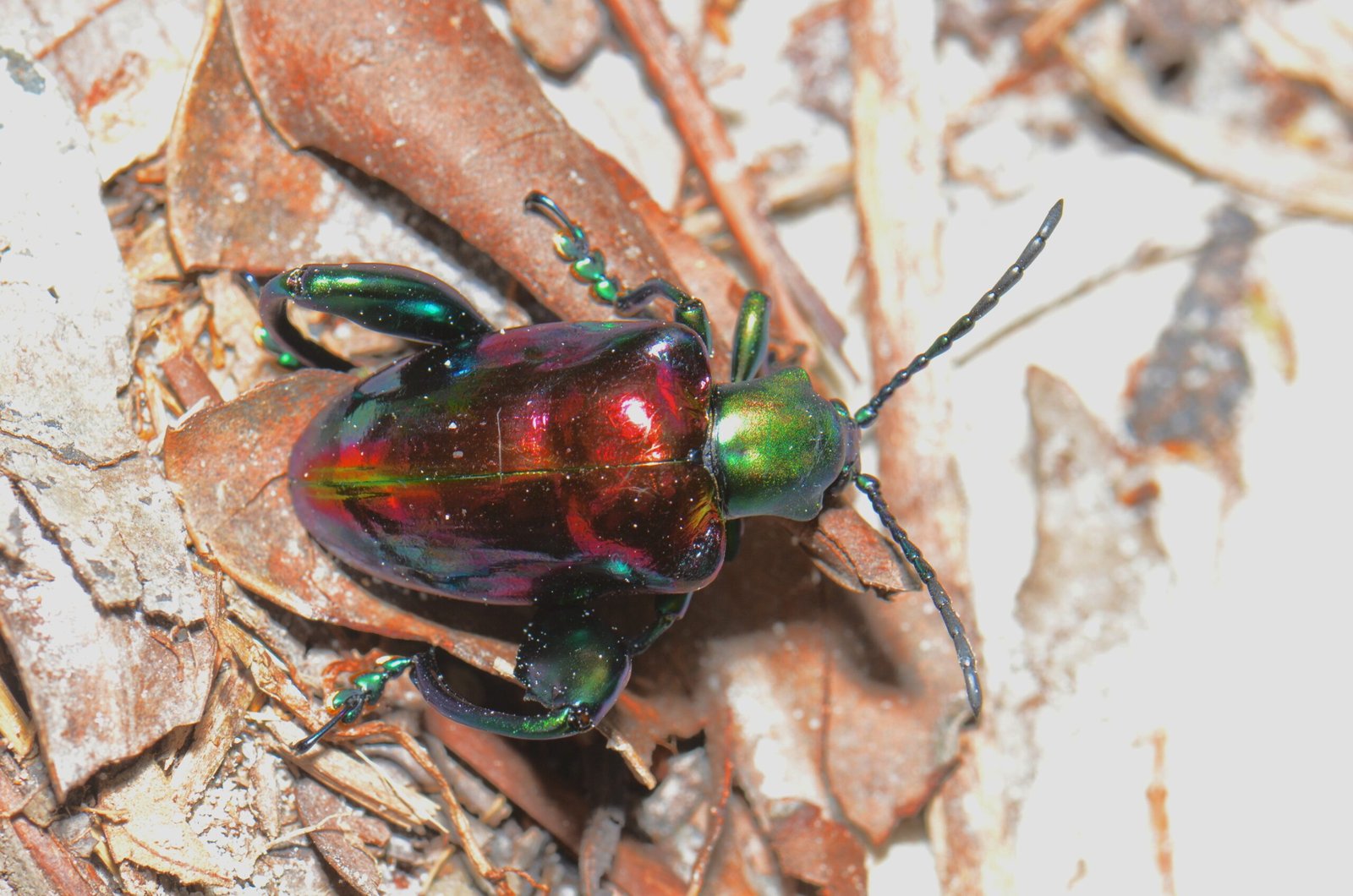 Implications for Understanding Predator-Prey Dynamics (image credits: wikimedia)