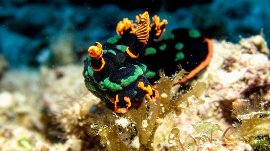 Sea Slugs: The Underwater Fashionistas (image credits: pexels)
