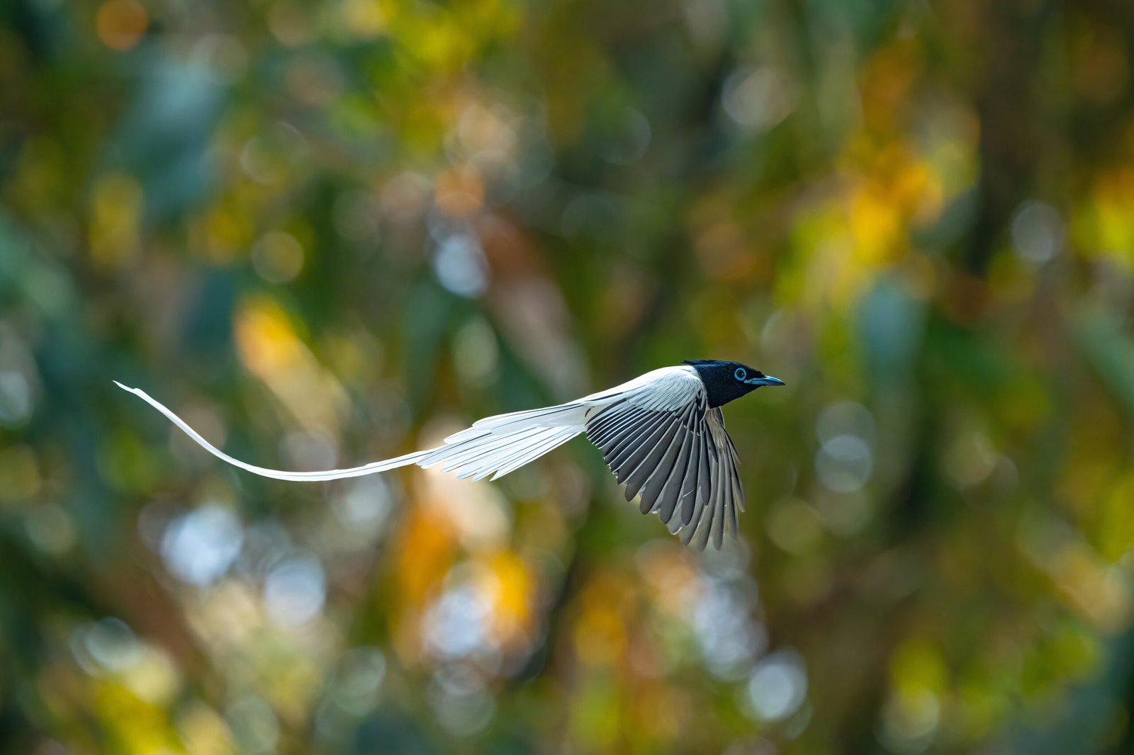 Birds of Paradise: Nature's Ultimate Performers (image credits: wikimedia)