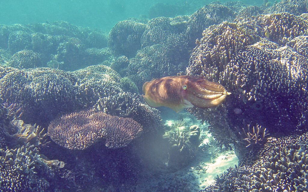 Cuttlefish: The Underwater Illusionists