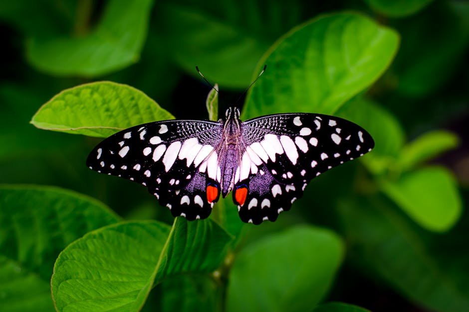 Butterflies: Nature's Living Kaleidoscopes (image credits: pexels)