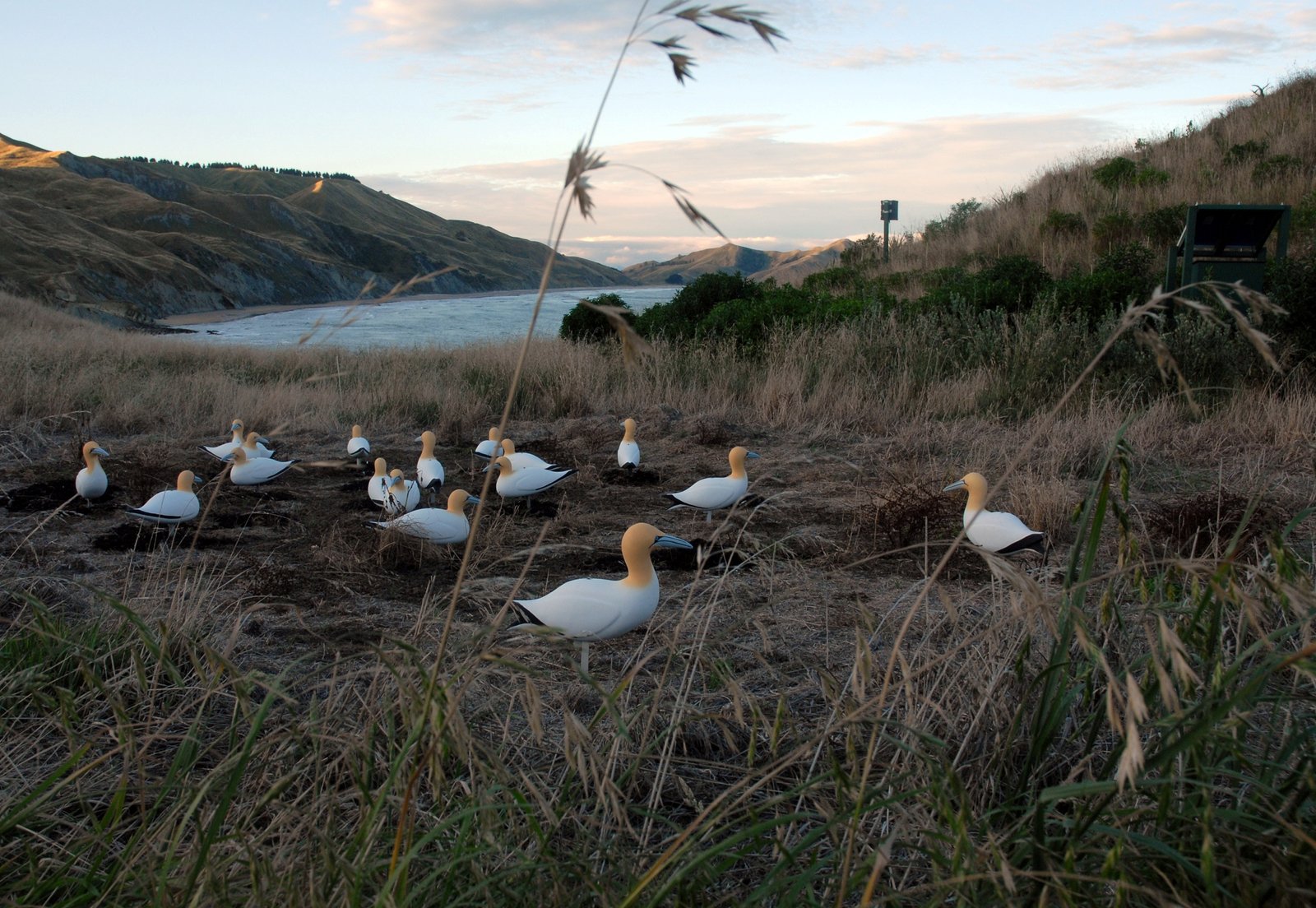 Ecological Niches and Competition (image credits: wikimedia)