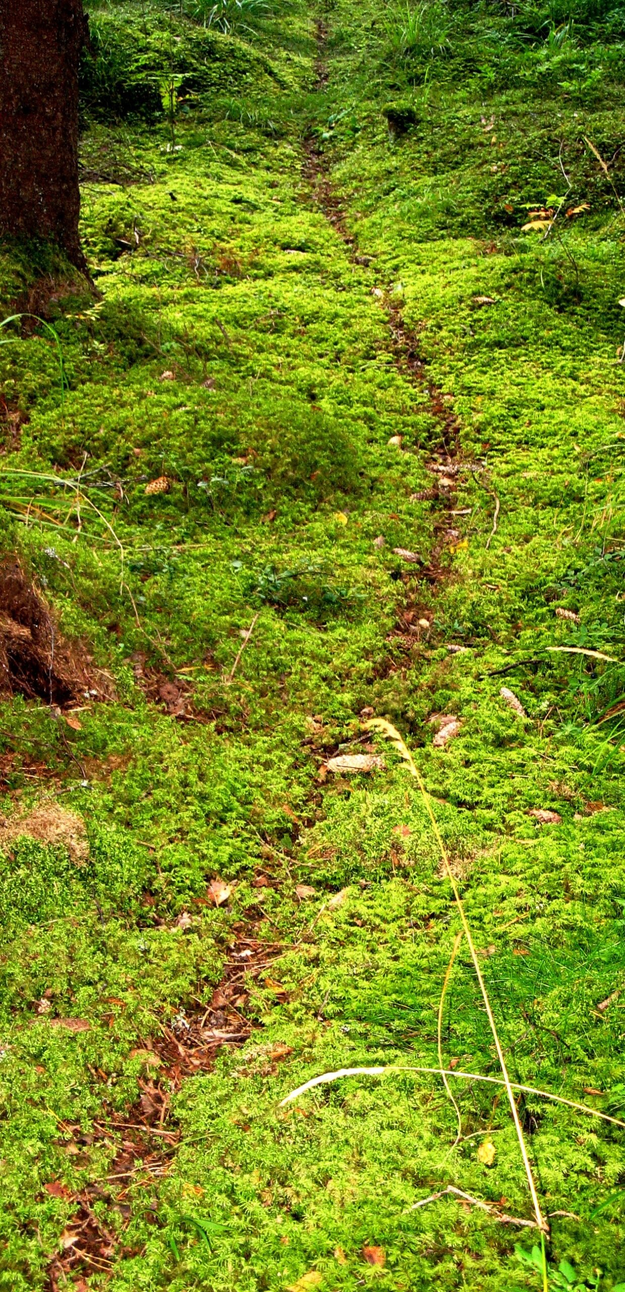 The Impact of Environment on Supercolonies (image credits: wikimedia)