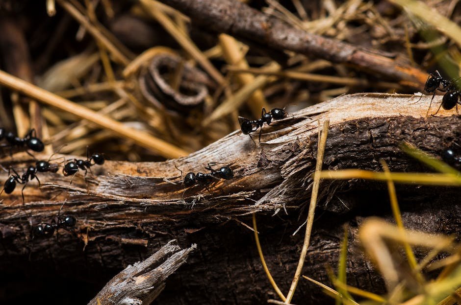 Challenges and Threats to Supercolonies (image credits: pexels)