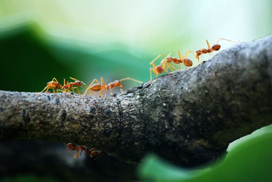 The Future of Supercolonies in a Changing World (image credits: pexels)
