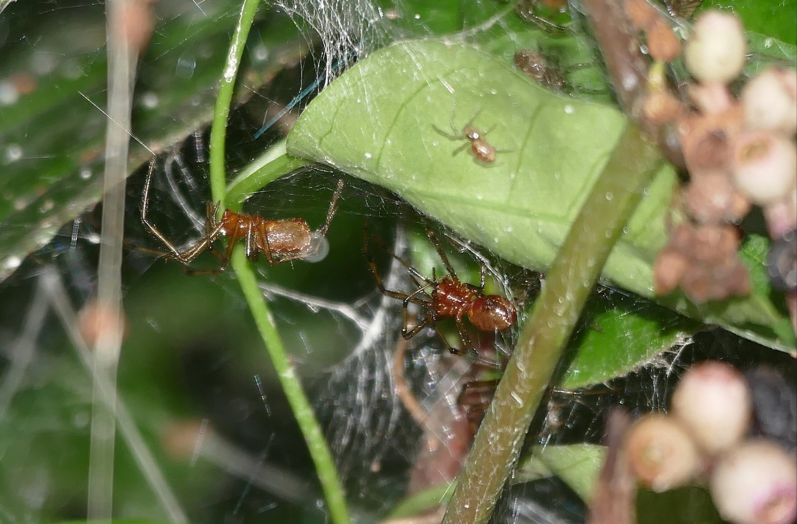 A Closer Look at Anelosimus eximius (image credits: wikimedia)