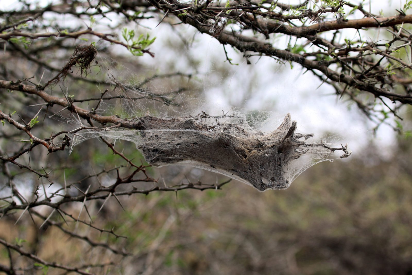 Predator and Prey Dynamics (image credits: wikimedia)