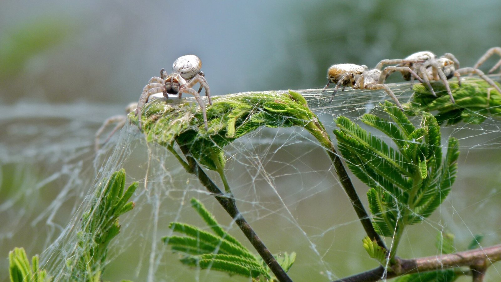 Challenges of Cooperative Living (image credits: wikimedia)