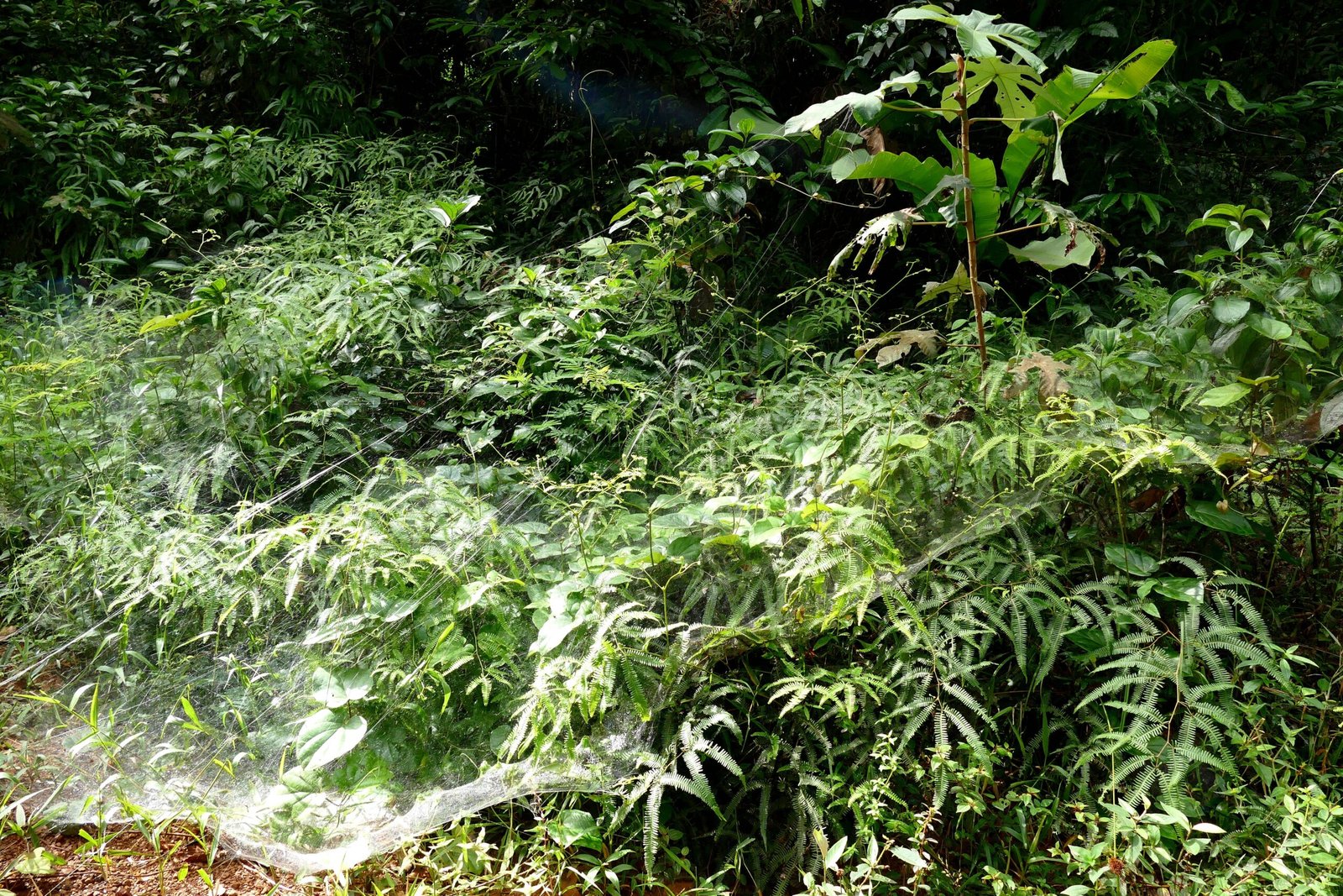 Survival Strategies in Changing Environments (image credits: wikimedia)