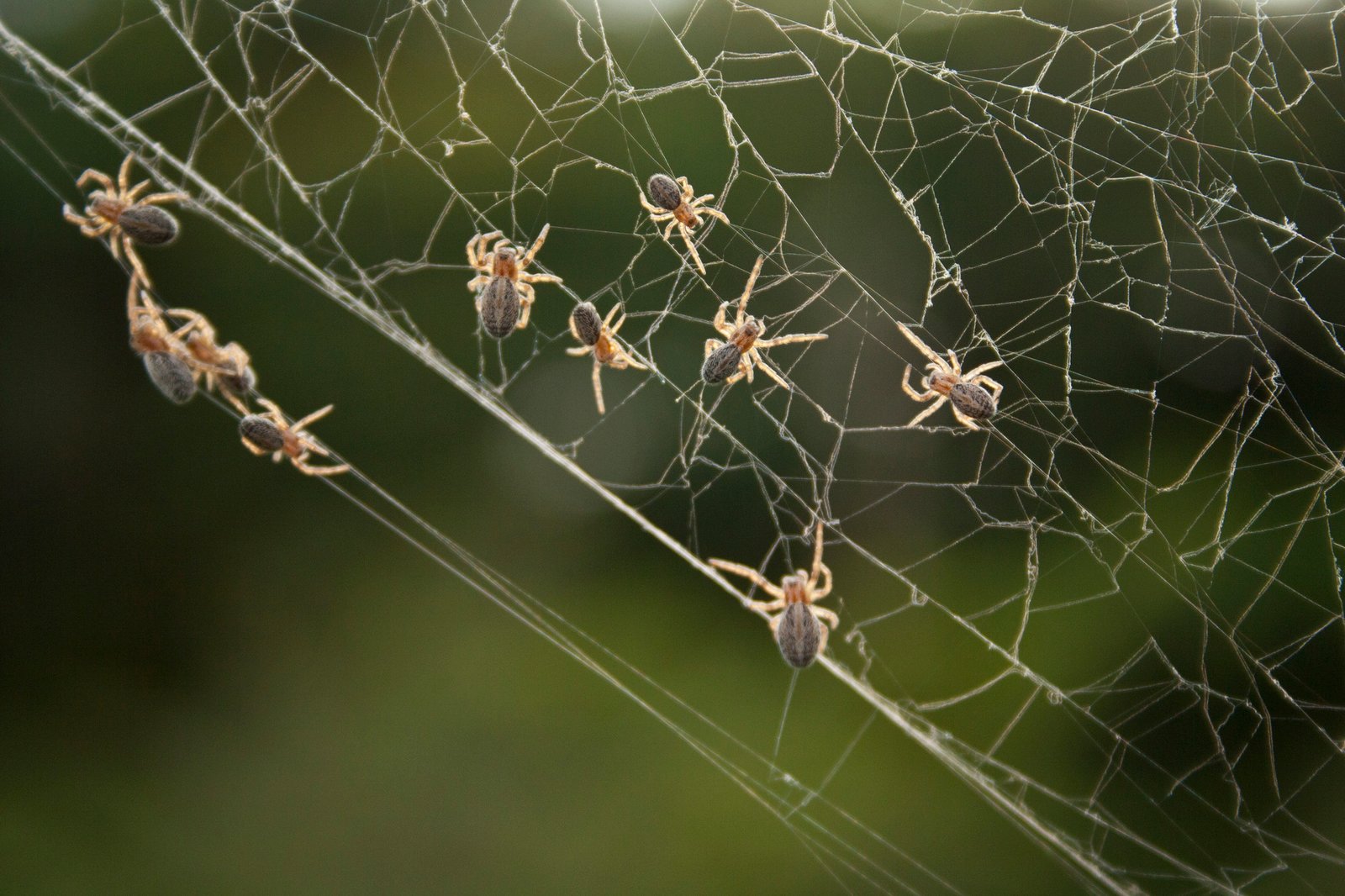 The Evolutionary Advantage of Sociality (image credits: wikimedia)