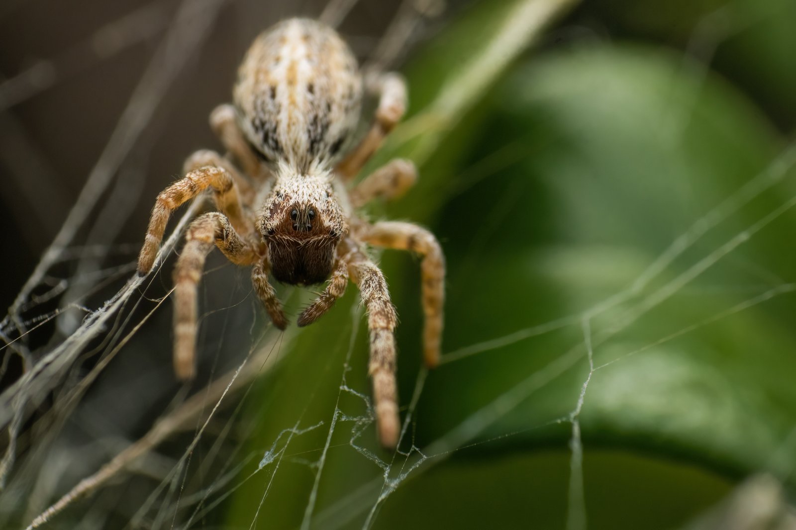 Lessons from the Web: What Social Spiders Teach Us (image credits: wikimedia)