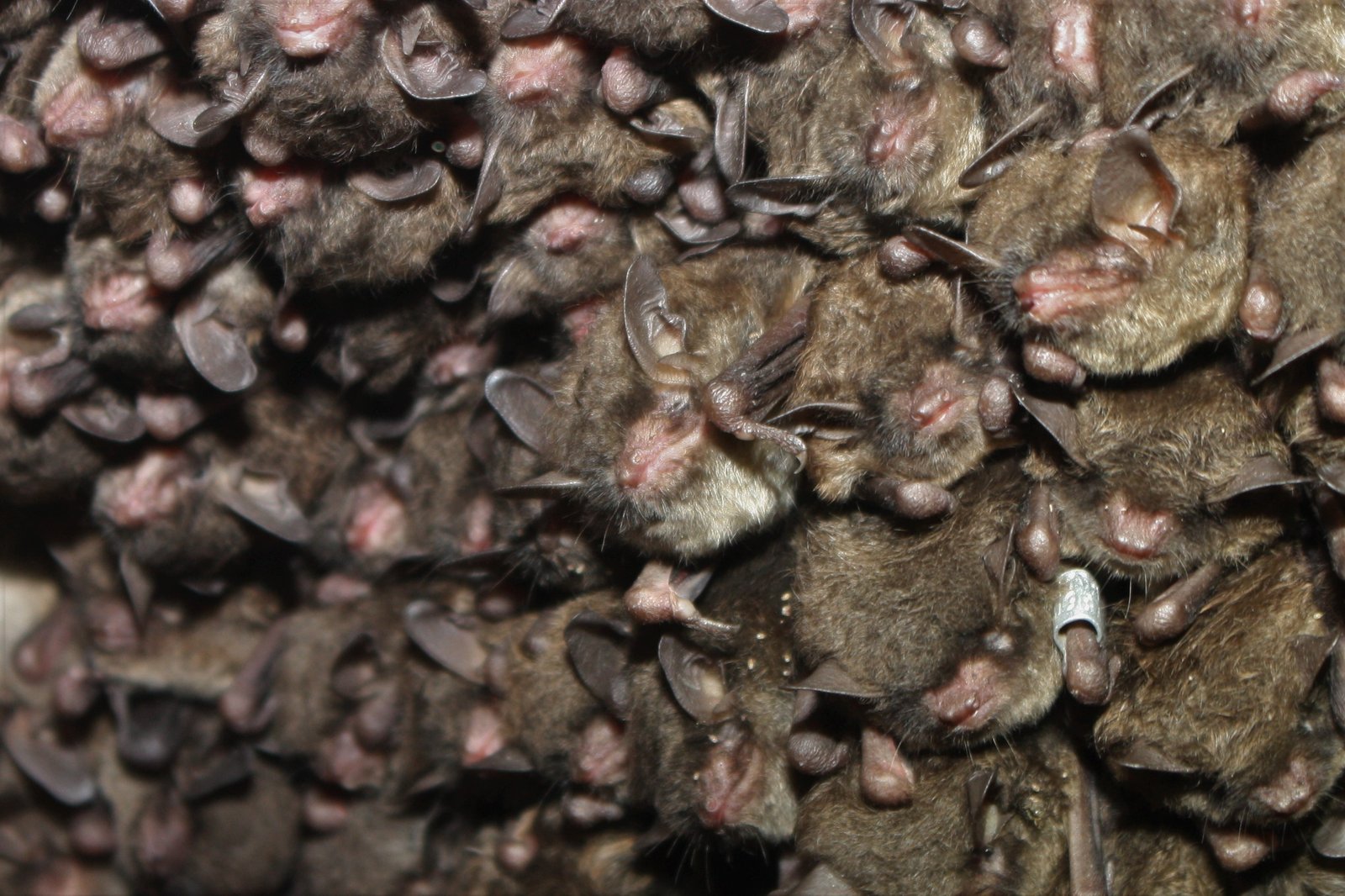 The Social Lives of Bats: More Than Just Roostmates (image credits: wikimedia)