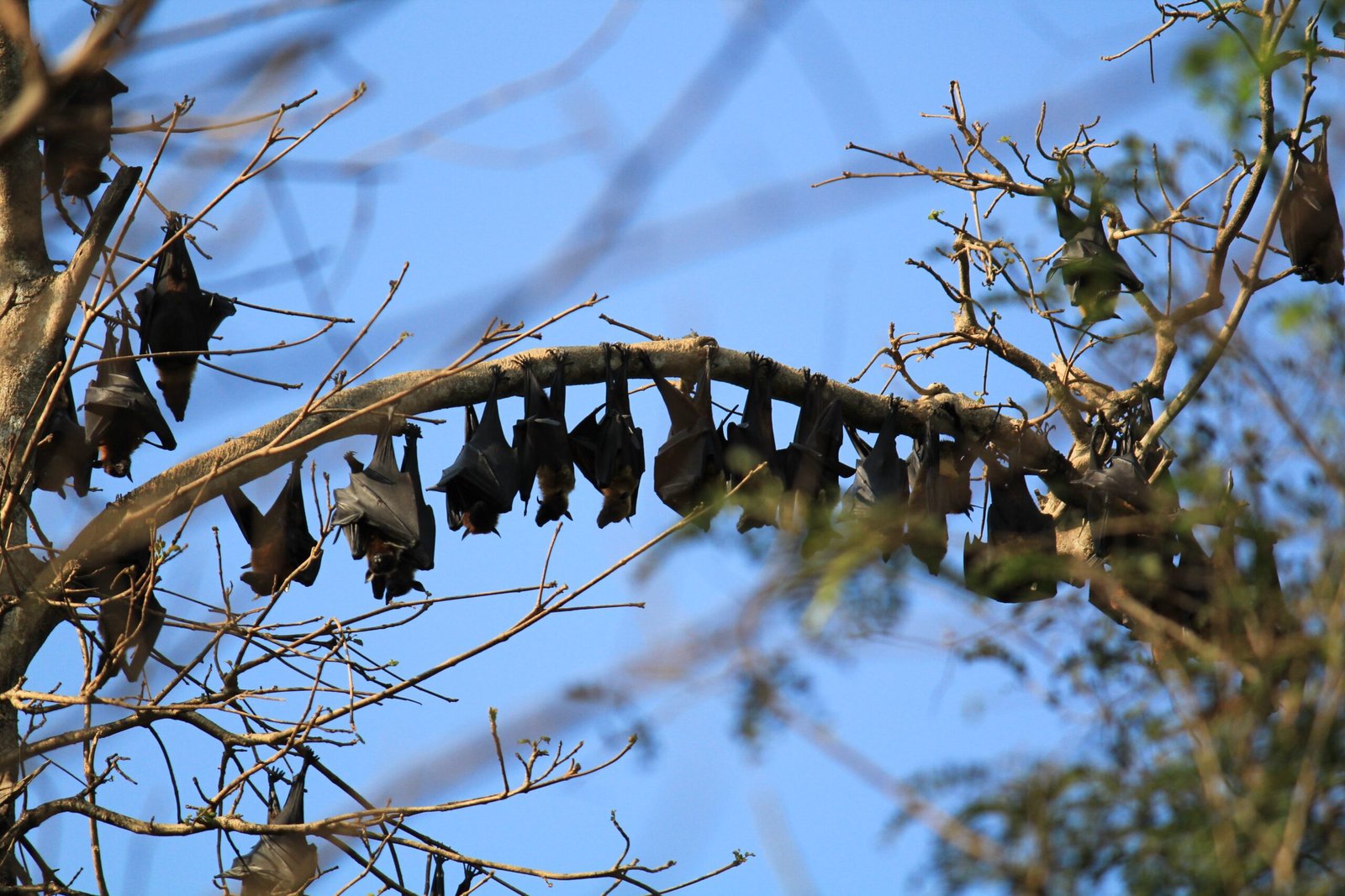 Survival of the Friendliest: The Evolutionary Advantage (image credits: wikimedia)