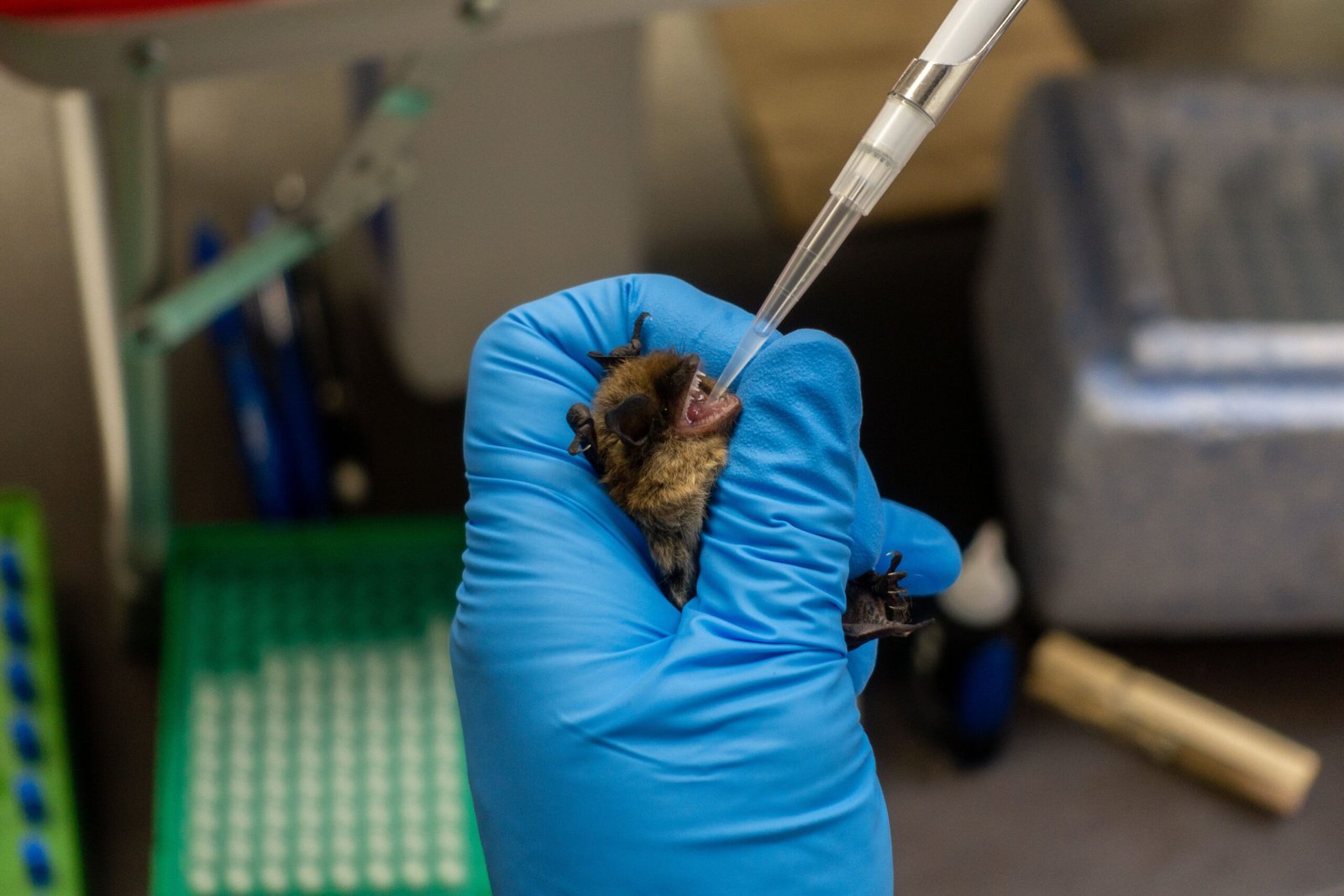 The Future of Bat Research: Unveiling Even More Secrets (image credits: wikimedia)
