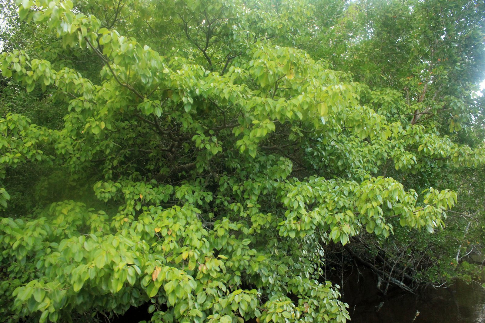 A Toxic Arsenal: The Manchineel's Chemical Defenses (image credits: wikimedia)
