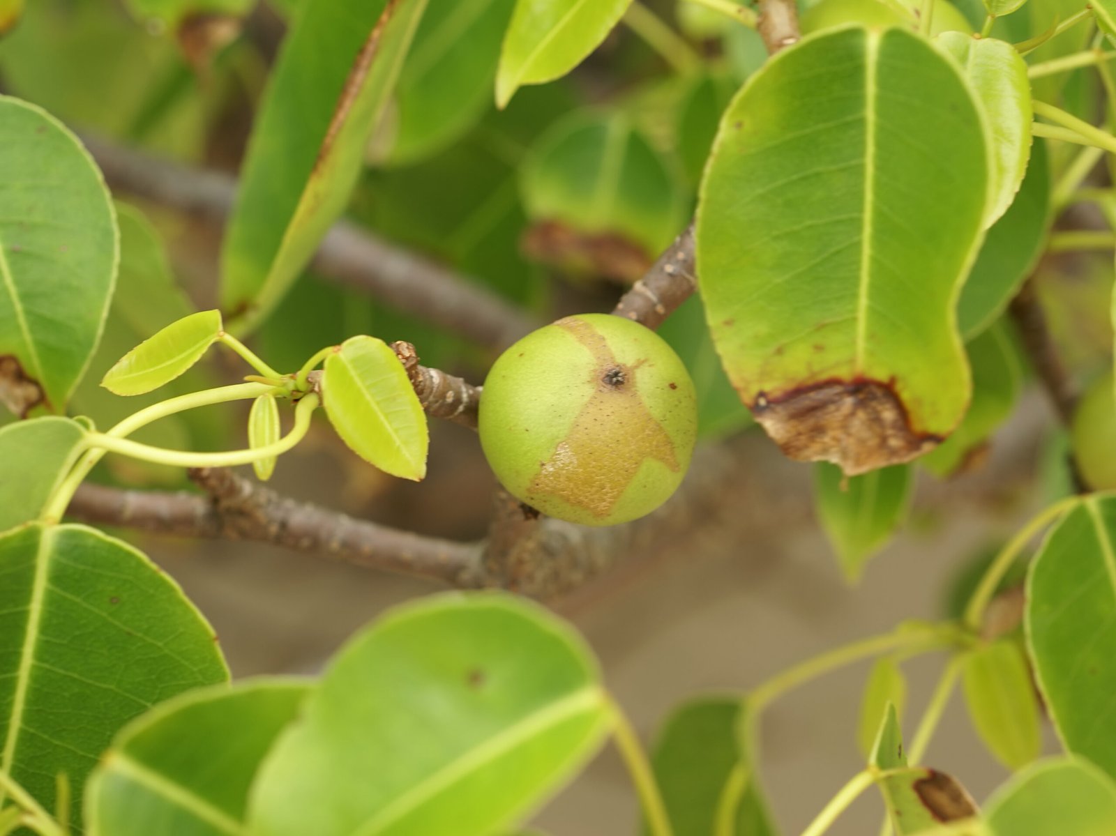 The Manchineel's Ecological Role (image credits: wikimedia)