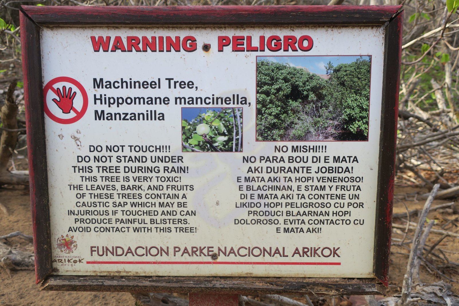 Survival Strategies: How to Avoid the Manchineel (image credits: wikimedia)