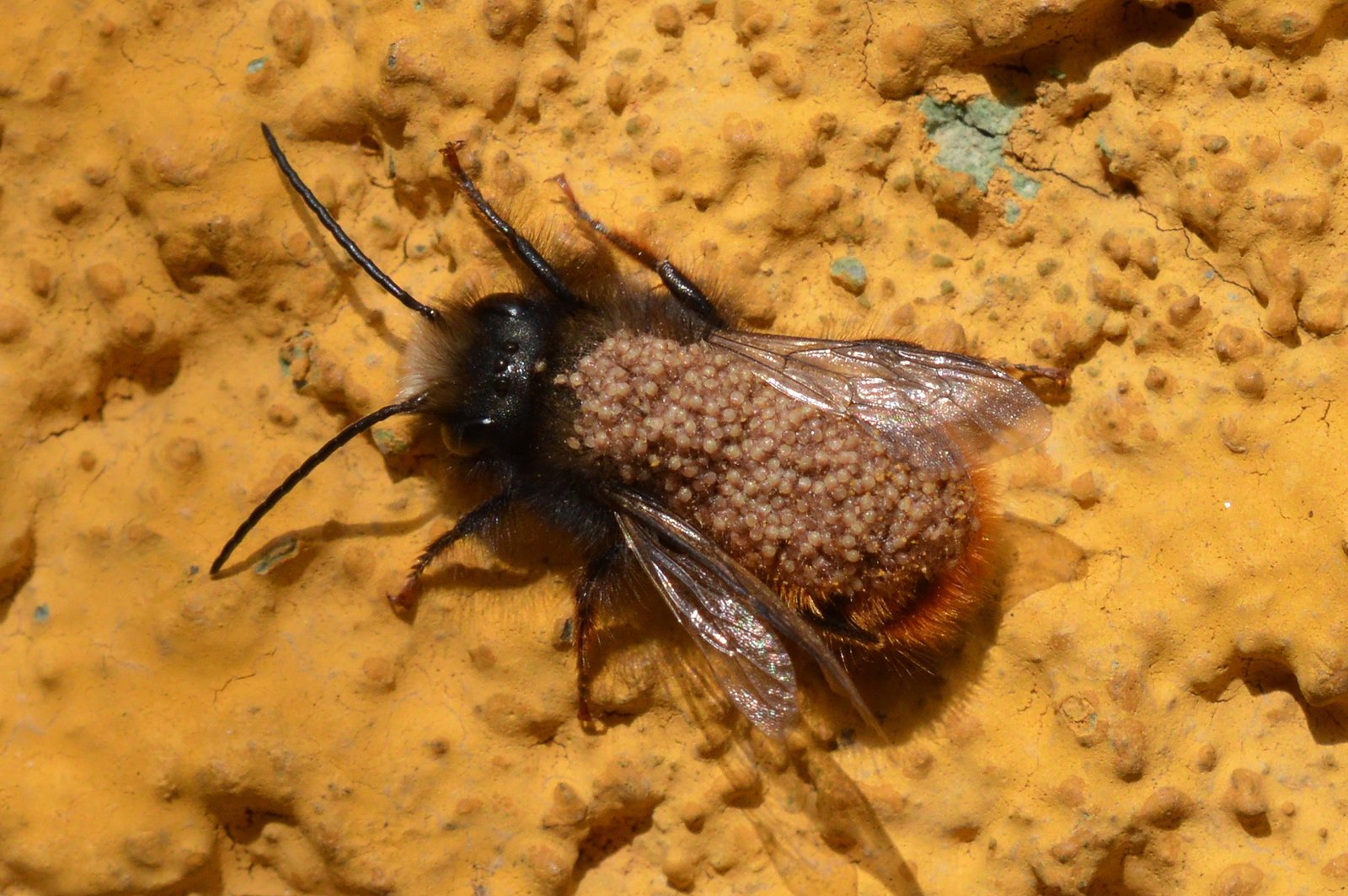 The Invisible Enemy: Understanding Bee Parasites (image credits: wikimedia)