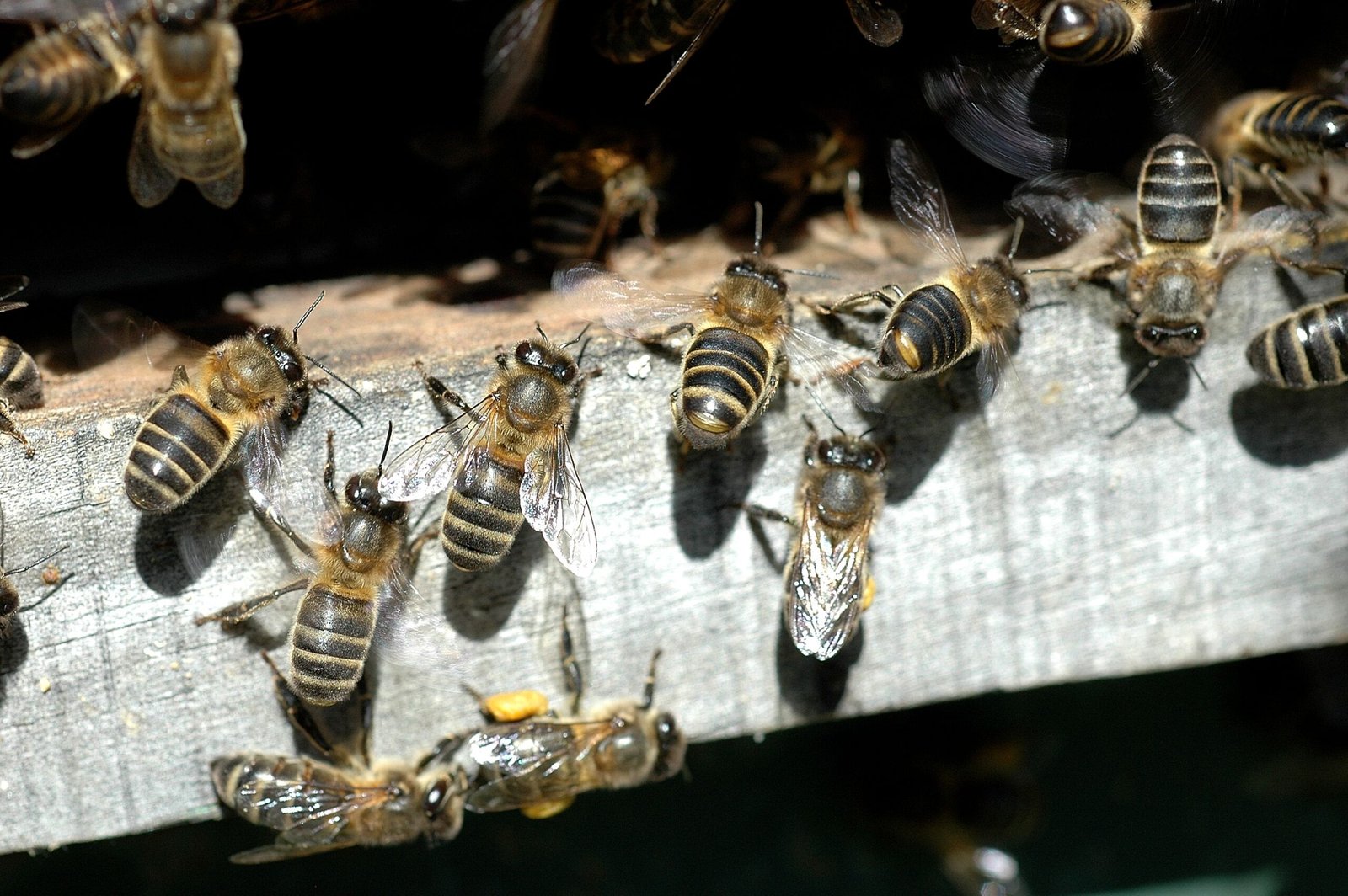 Behavioral Adaptations: The Power of Smell (image credits: wikimedia)