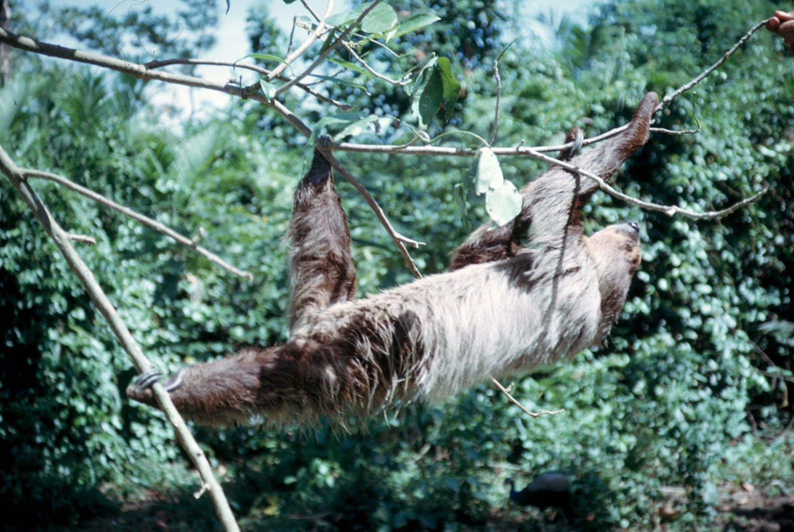 Sloths: Masters of Slow Living (image credits: wikimedia)