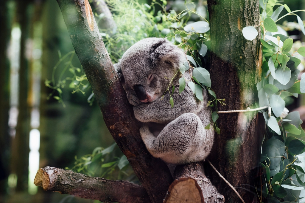 Koalas: The Sleepy Eucalyptus Lovers (image credits: rawpixel)