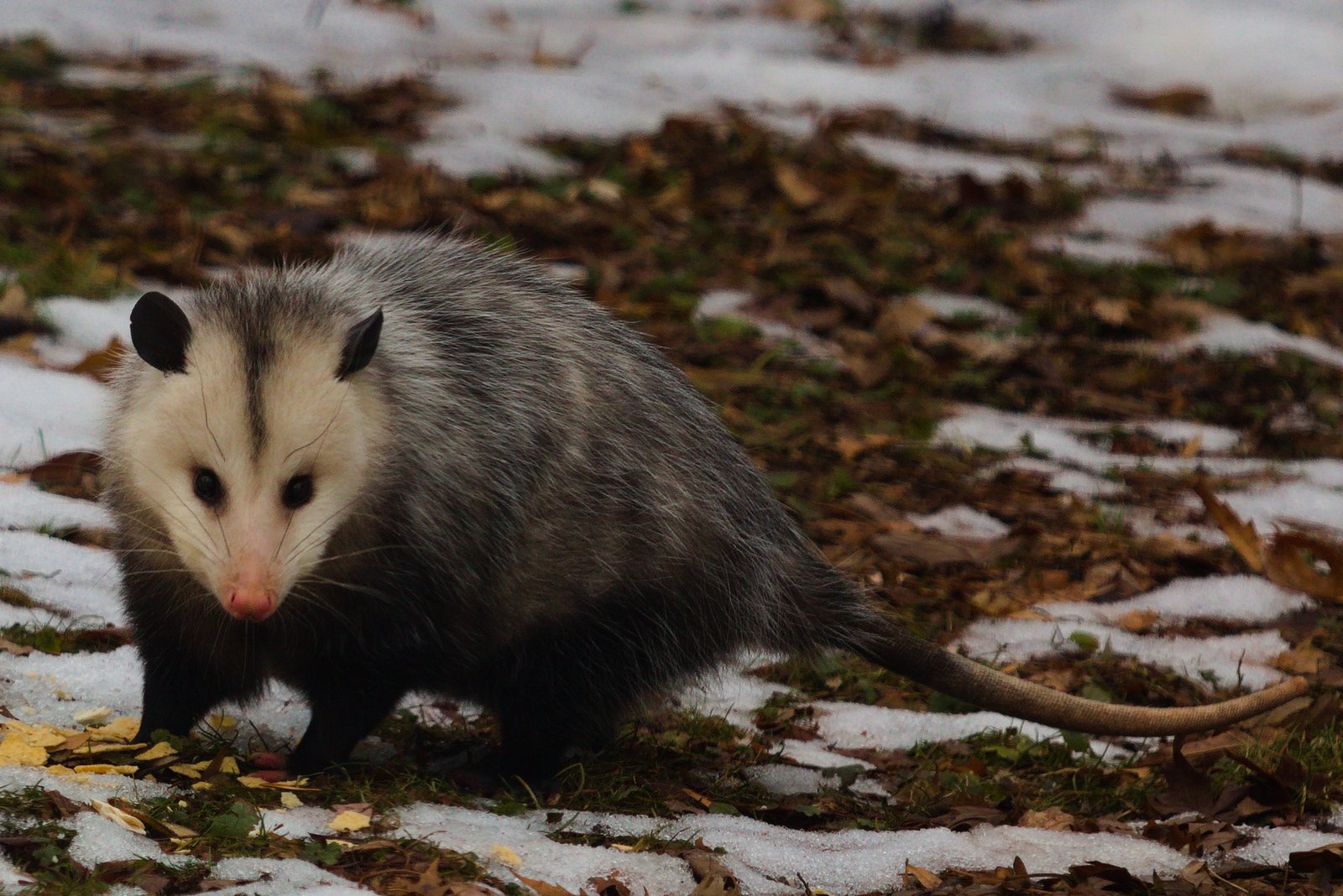Opossums: Nature's Sleepy Survivors (image credits: wikimedia)