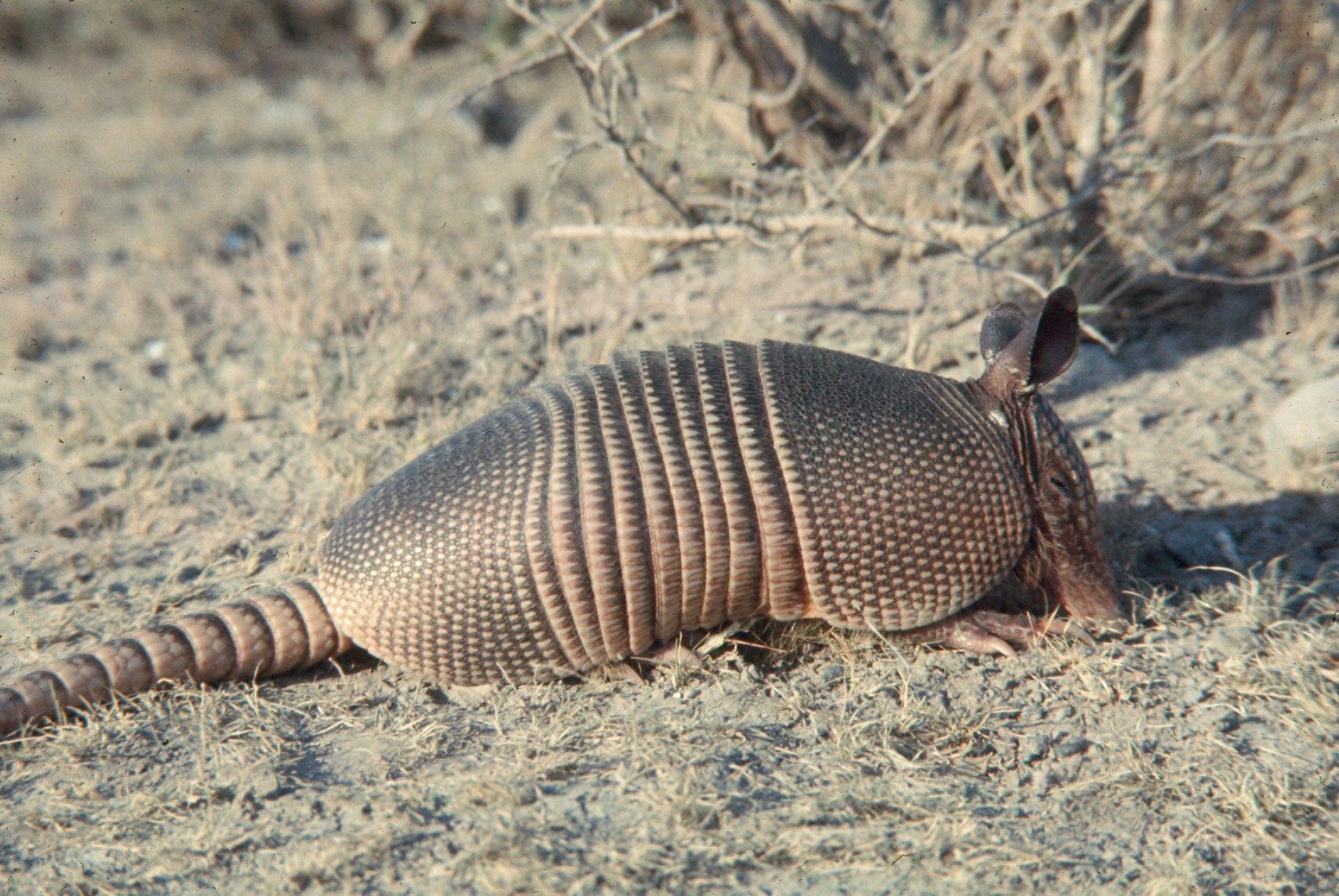 Armadillos: The Burrowing Nappers (image credits: wikimedia)